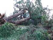 Victoria home after windstorm