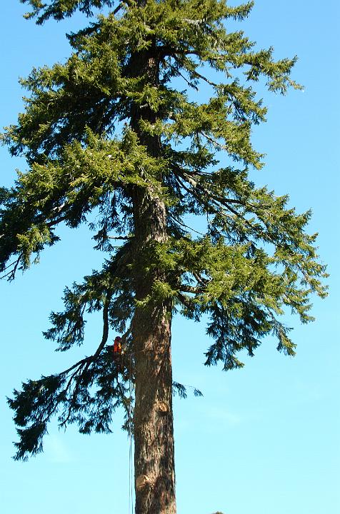 climbing1.jpg - Robyn Robson topping 380 cm old growth fir tree 40 m tall with 140 cm top.(C)2004 Rory Hill