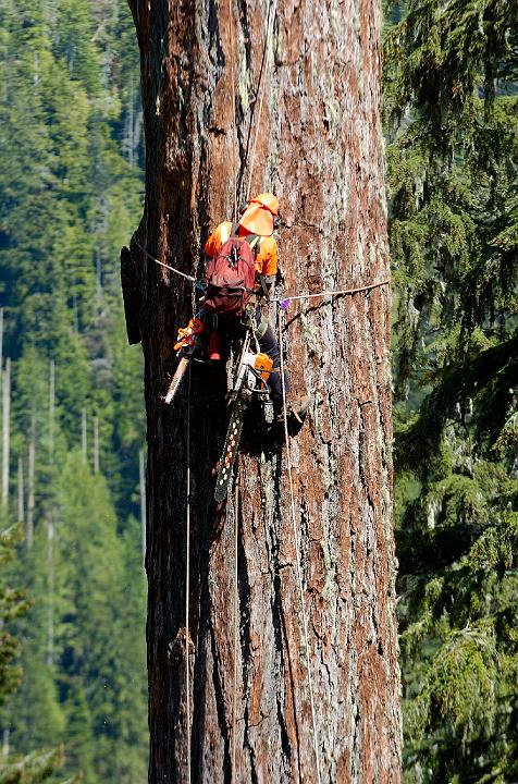 climbing2.jpg - Just another day for SCSS tree climber.(C)2004 Rory Hill