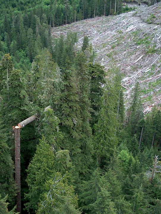 climbing4.JPG - Chris preparing large fir for jack over.