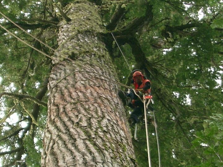 climbing6.JPG - Robyn Robson windfirming old growth hemlock tree.