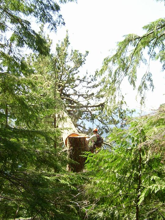 climbing7.JPG - Preparing a cedar tree for standing stem.