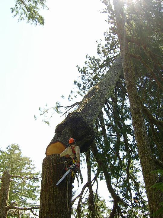 climbing8.JPG - James McLeod removes defect from a standing stem.